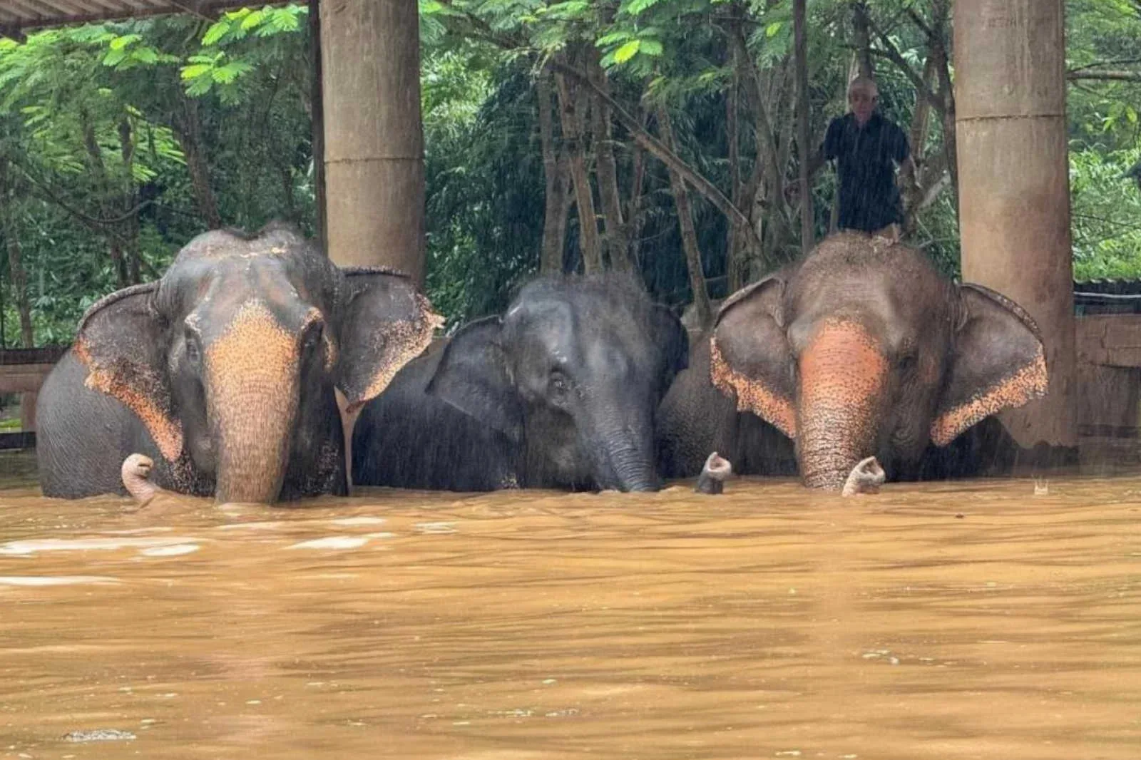 Rescue of 100 elephants stranded in flood-hit tourist park