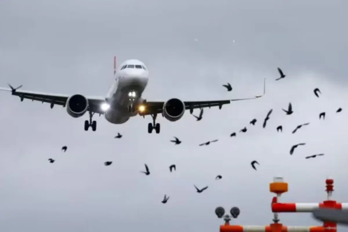 A bird struck a passenger plane, and the engine caught fire in mid-air
