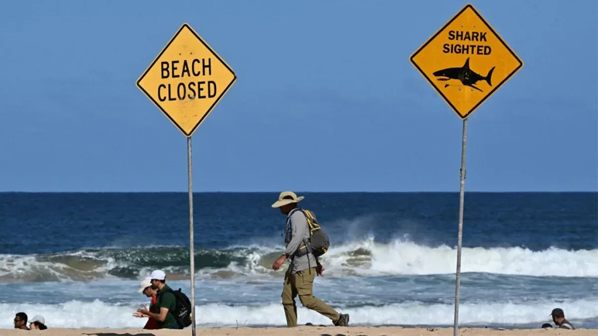 Deadly shark attack in Australia