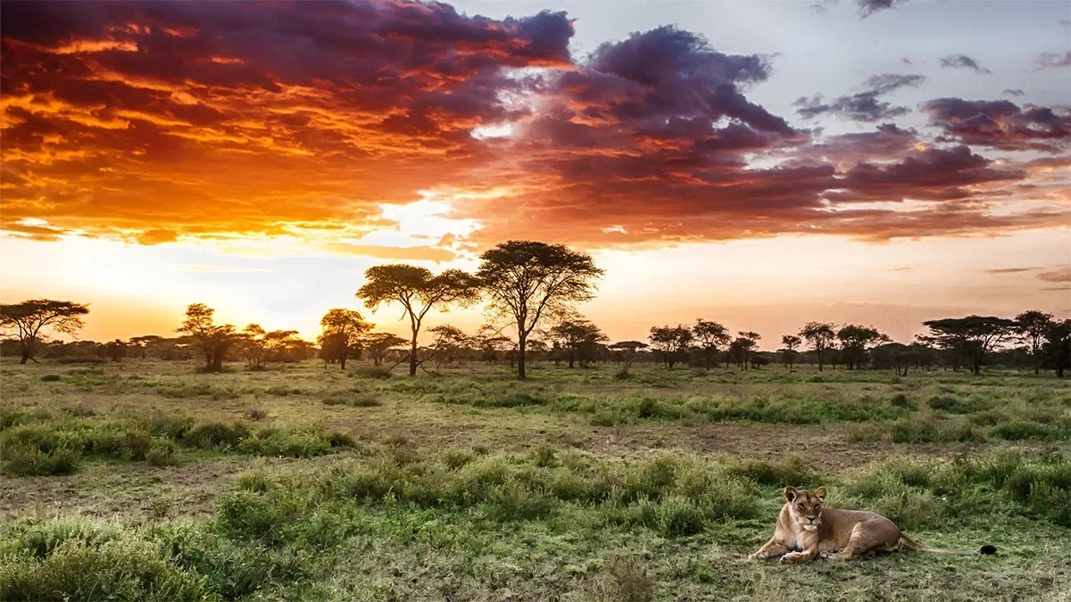 Serengeti National Park voted Africa’s leading tourist attraction