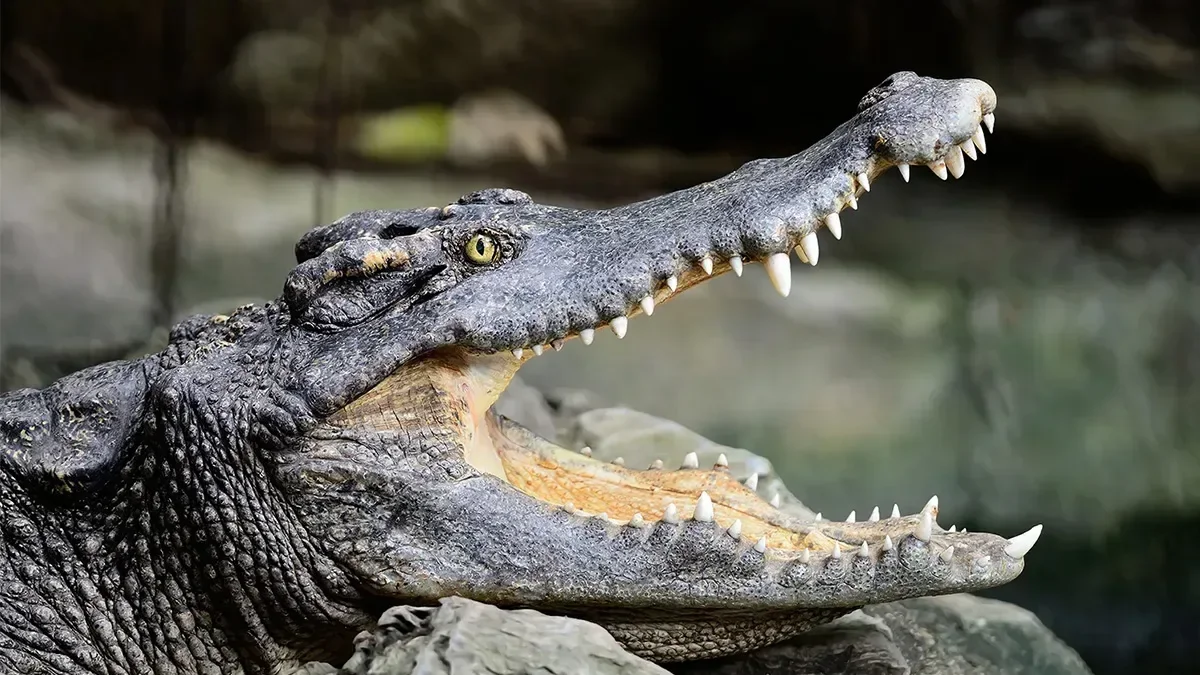 Crocodile head found in tourist's suitcase at airport