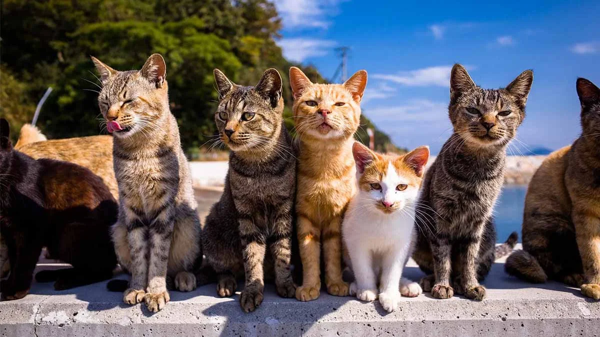 Dogs are not allowed on this island: Cat Island