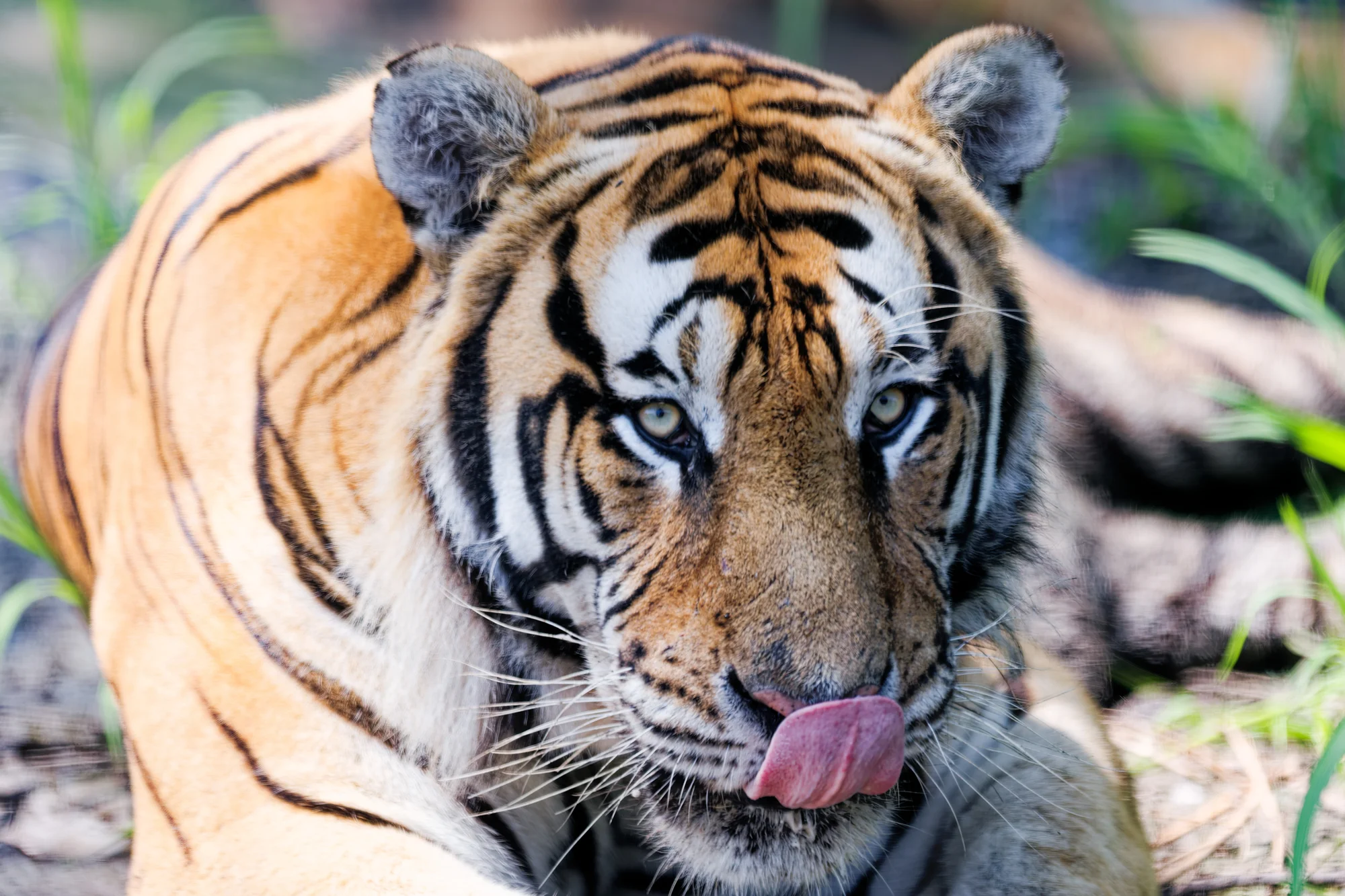 Tiger attack at a zoo in England: Person who entered the tiger’s enclosure dies