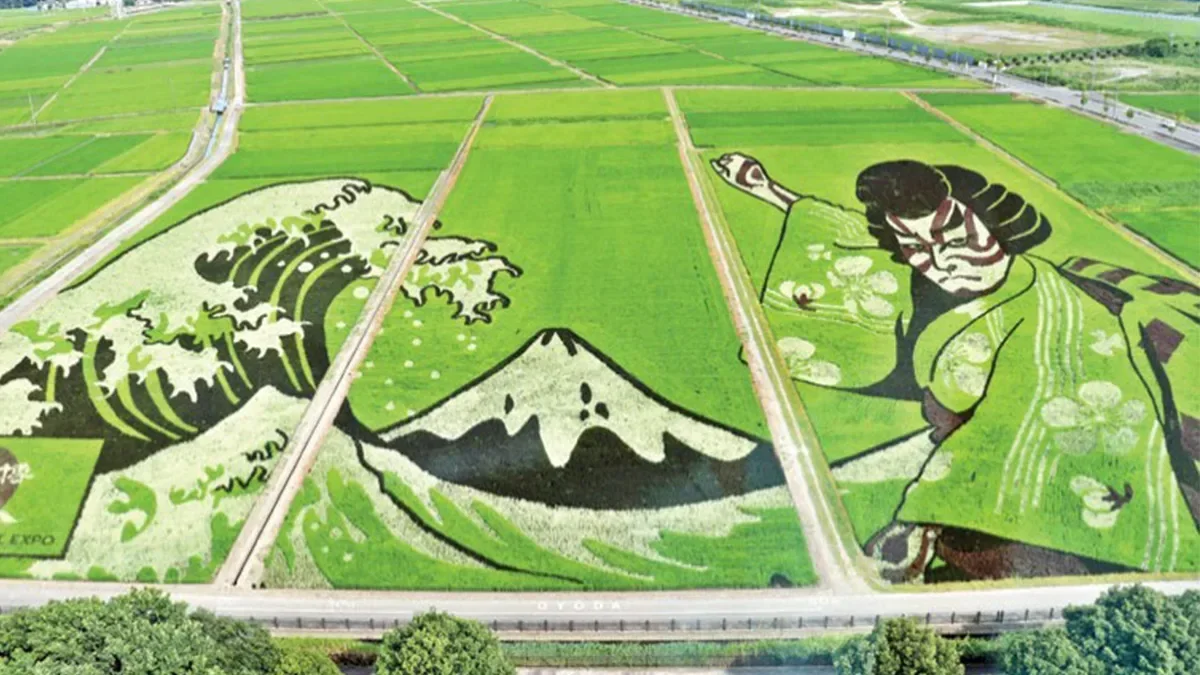 They attract more than a hundred thousand tourists with the images they create in rice fields