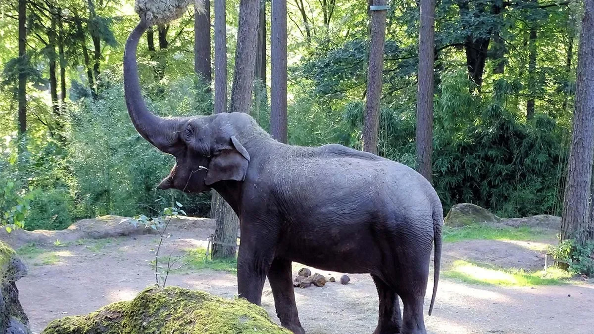 Spanish tourist attacked by elephant in Thailand dies