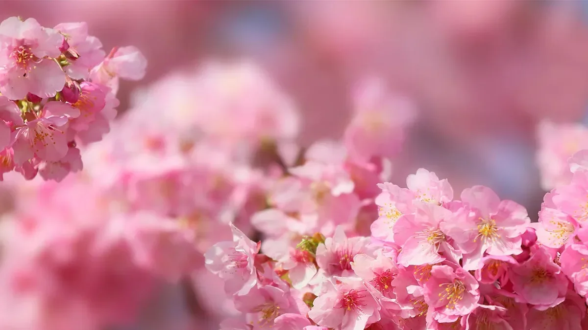 Cherry blossoms bloom in Tokyo