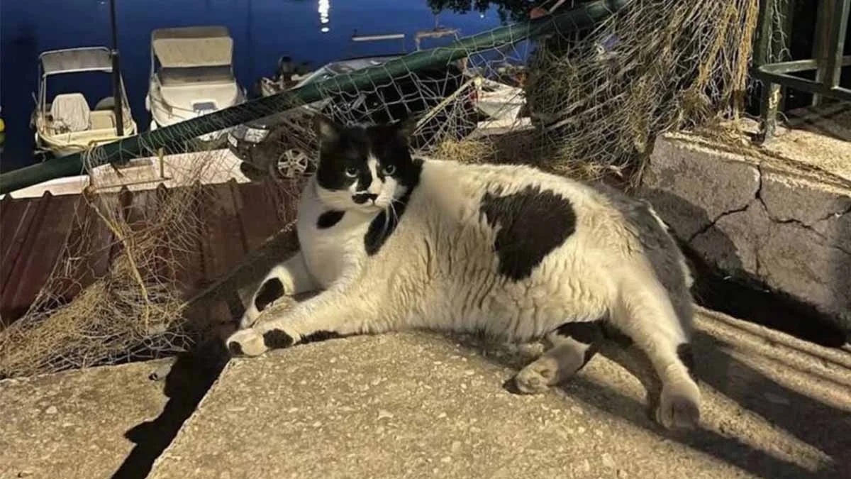 They welcome thousands of tourists with a single cat
